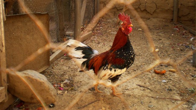 Gallo mató a una mujer que estaba recogiendo huevos