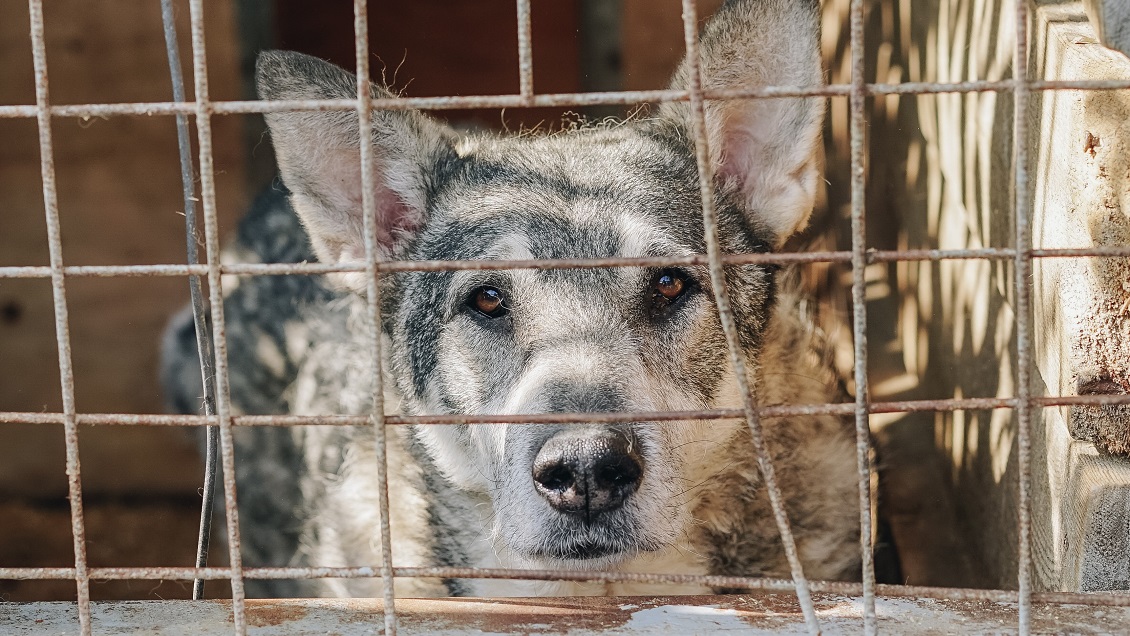 Denuncian brutal maltrato a un perro: Lo encontraron amarrado y agonizando en Temuco