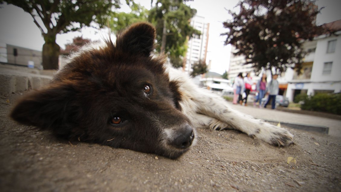 Operativo antirrábico para perros tendrá lugar esta semana en Colchane
