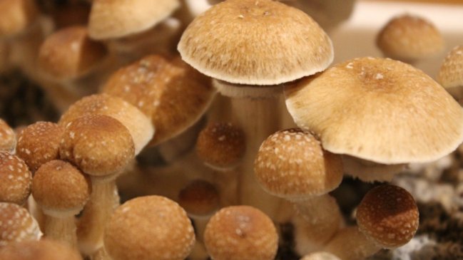 Prestigiosa universidad usará drogas psicodélicas para tratar enfermedades mentales