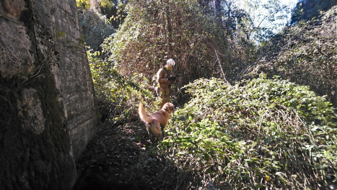Con brigadas caninas buscan a hombre desaparecido hace tres semanas en Pemuco