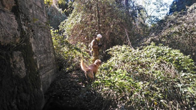 Con brigadas caninas buscan a hombre desaparecido hace tres semanas en Pemuco