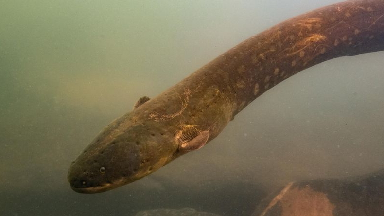 Descubren especie de anguila que genera la descarga eléctrica más fuerte del mundo