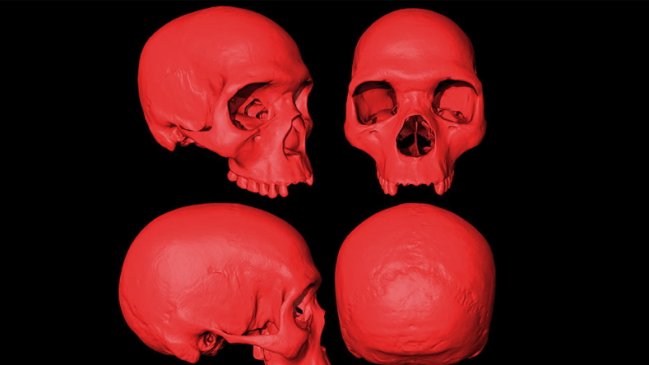 Científicos reconstruyen el cráneo del ancestro del Homo Sapiens