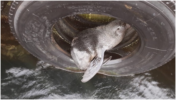 Lobo marino de pelo fino fue rescatado desde un centro de cultivo de salmones