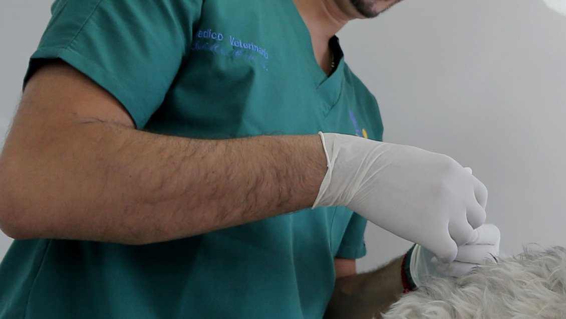 Falso médico veterinario fue formalizado en Paillaco