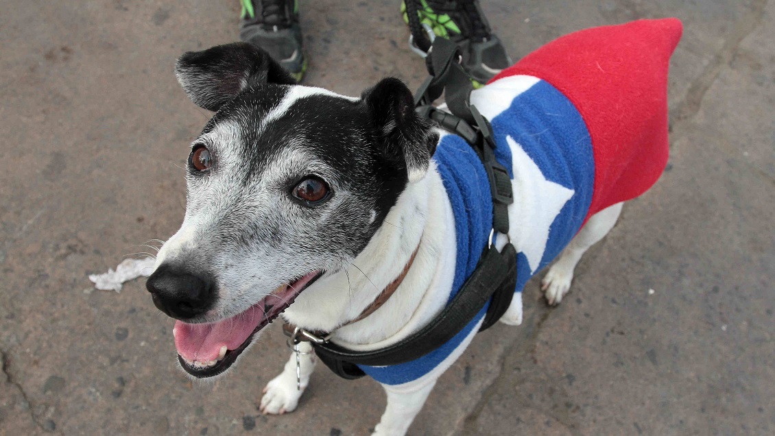 Veterinarios aconsejan qué hacer con las mascotas para las celebraciones de Fiestas Patrias