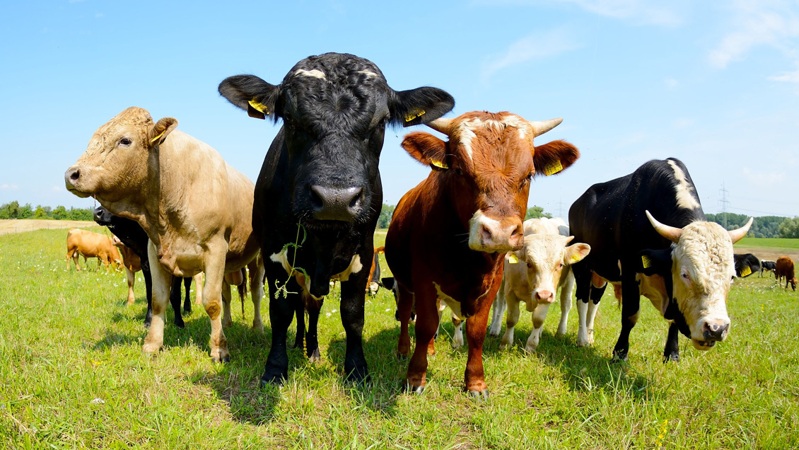 Investigadores chilenos refutan a la ONU y defienden consumo de carne