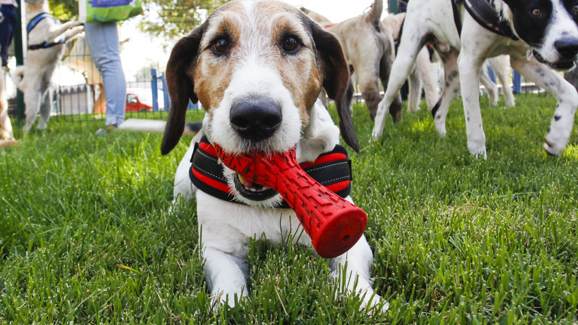Alcalde solicitó adaptar las normas para que mascotas puedan viajar en buses interurbanos