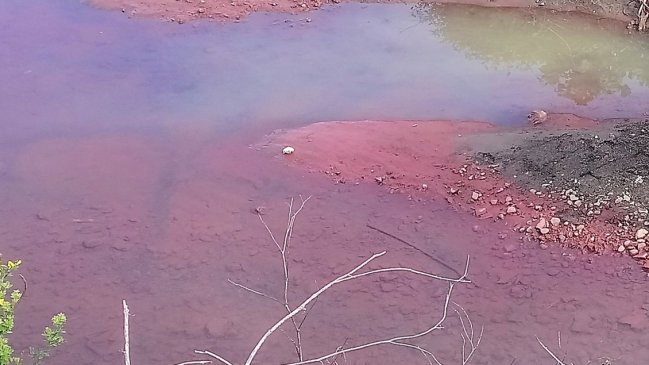 Municipalidad de Concepción se querelló por derrame de pintura industrial en humedal