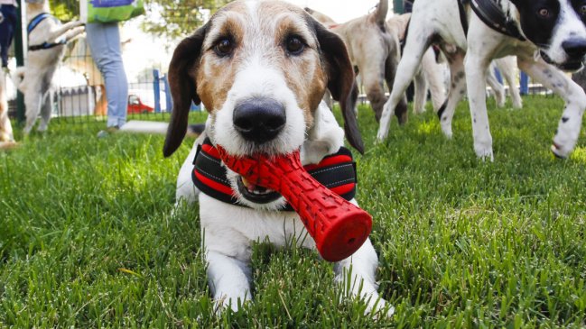 Alcalde solicitó adaptar las normas para que mascotas puedan viajar en buses interurbanos