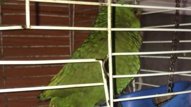 Carabineros de Puerto Montt detuvo a un sujeto por maltratar a su perra y a un loro choroy