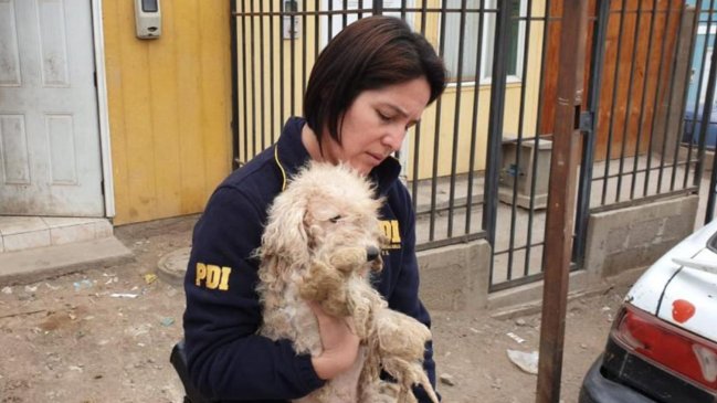 Rescatan dos perritos en abandono desde un inmueble en Tocopilla