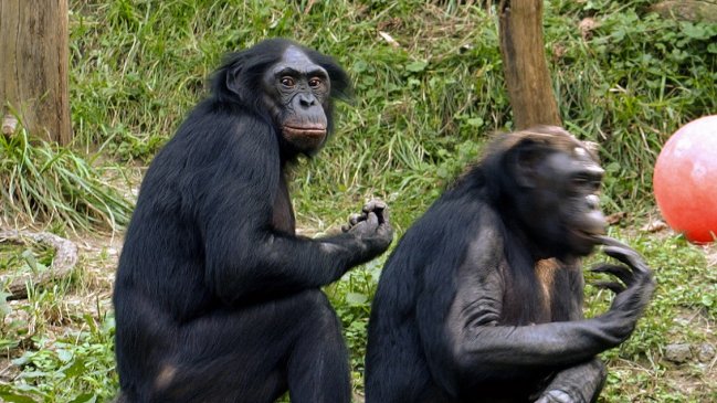 Hembras de bonobo prefieren tener sexo entre ellas antes que con los machos