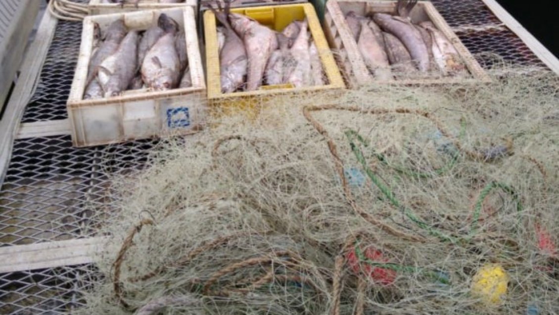 Decomisan 900 kilos de merluza austral en embarcadero de Chacao