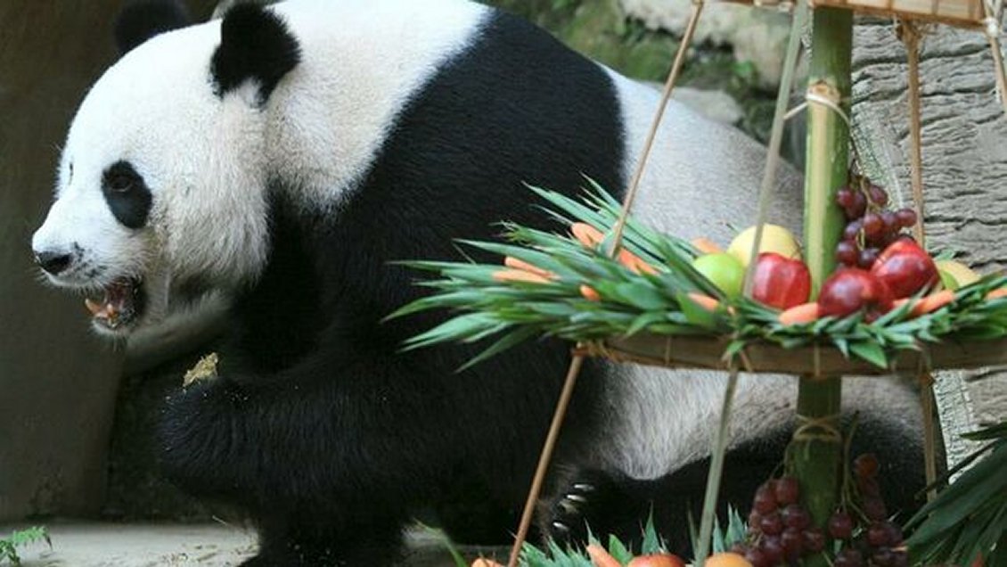 Chuang Chuang, oso panda embajador de China en Tailandia, falleció a los 19 años