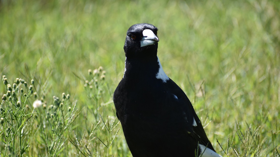 Hombre murió tras sufrir ataque de una urraca