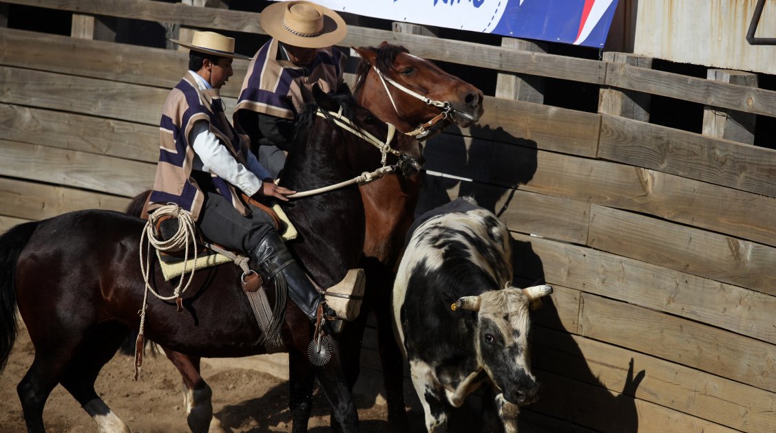 Senador Girardi busca que el rodeo deje de ser considerado como deporte