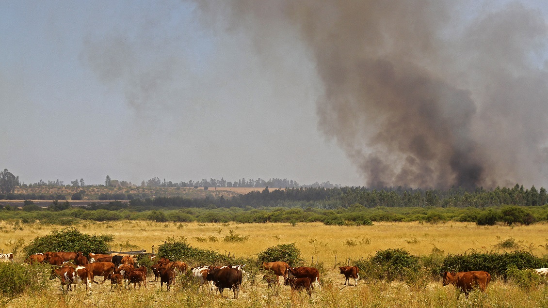 Incendio en laboratorio de genética provocó explosión de semen de ganado