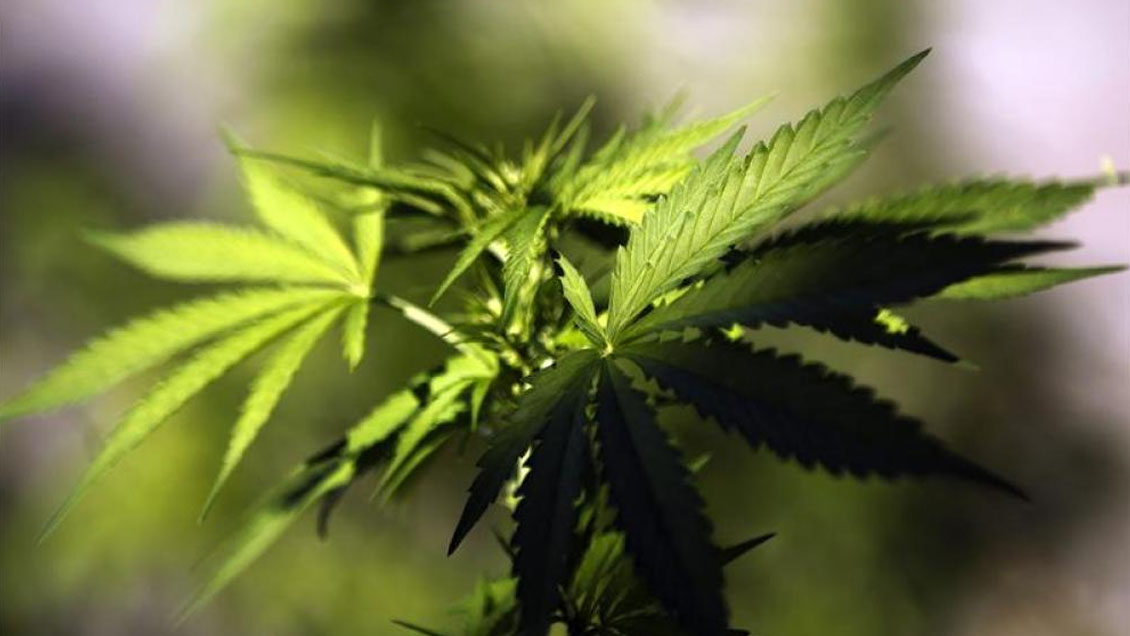 Ecuador aprobó el uso de cannabis para fines medicinales