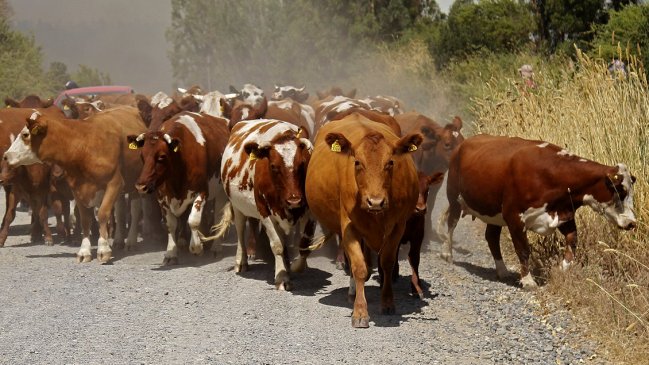 Sujetos armados volvieron a impedir que carabineros recuperen vacas robadas en Tirúa