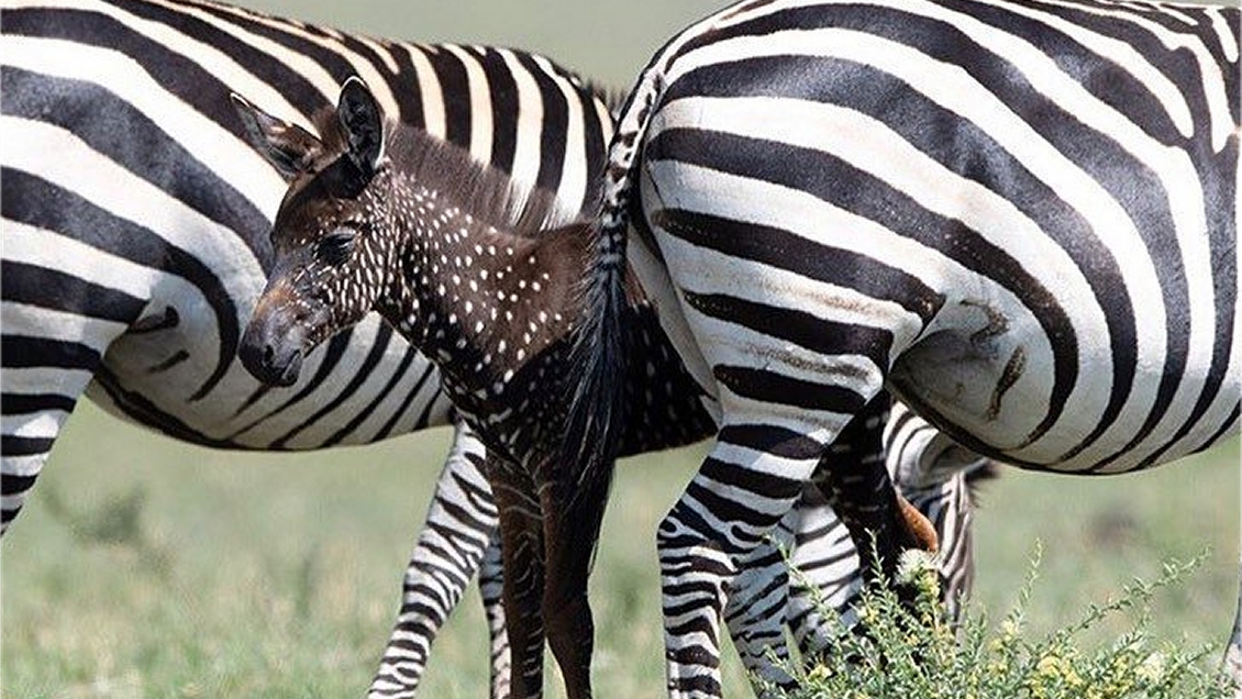 Cebra se convirtió en una celebridad en África por su apariencia