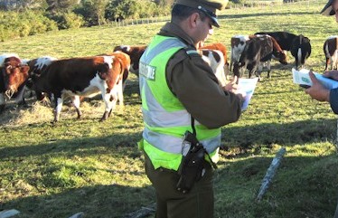 Victoria: Tres detenidos por faenar vacuno de un agricultor