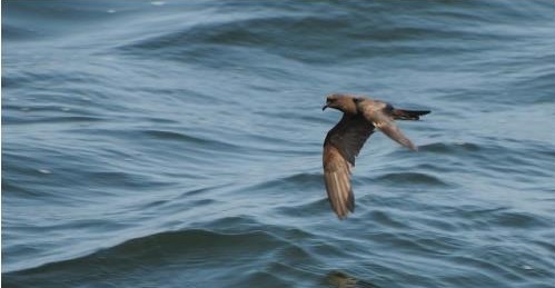 Buscan proteger vida de la Golondrina de Mar del Norte de Chile