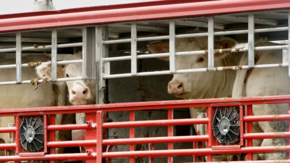 Ganaderos de Ñuble: No hay suficiente forraje para animales que llegarán del norte
