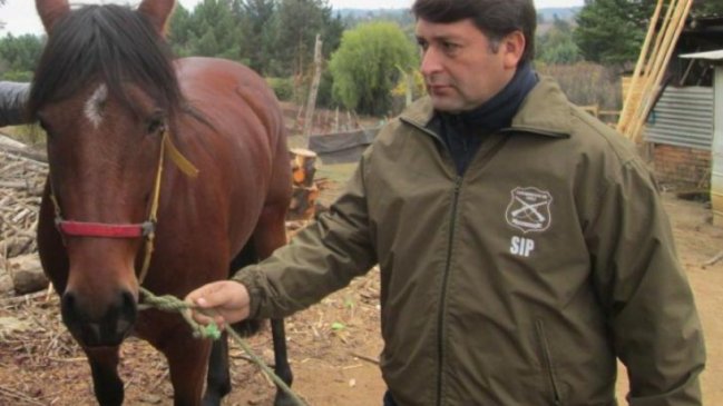 Combate al abigeato ha dado sus frutos en Ñuble: Delito disminuye un 32 por ciento
