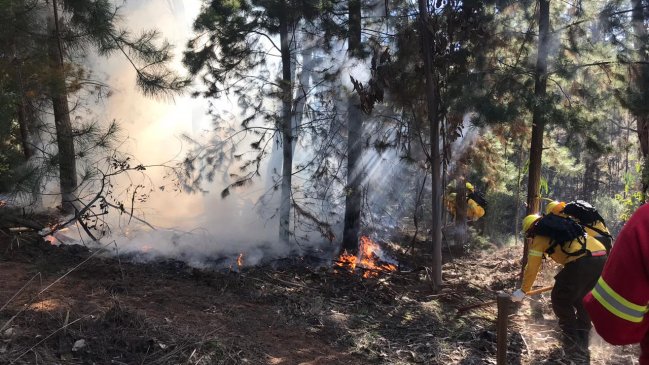 Declaran alerta roja para Valparaíso por incendio forestal en reserva nacional