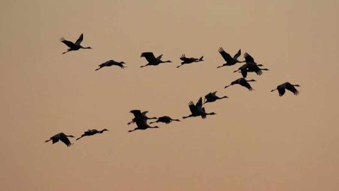 EEUU y Canadá han perdido 3.000 millones de aves desde 1970