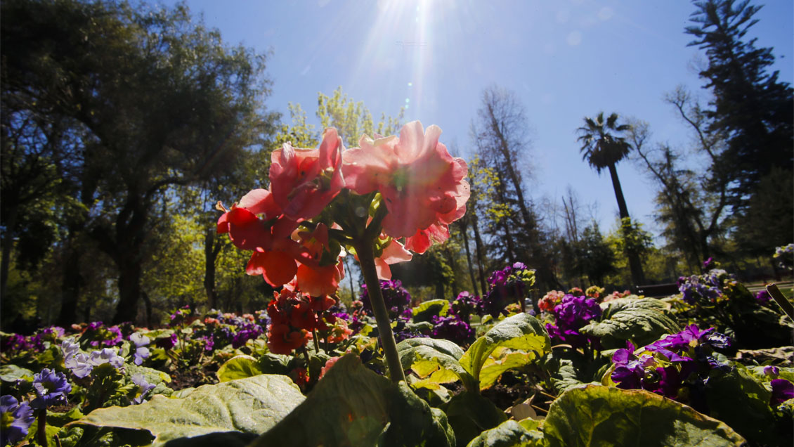 Comenzó oficialmente la primavera