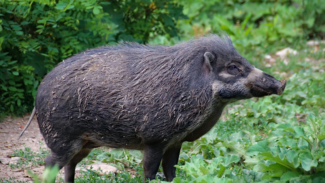 Cazador mató a su padre de un disparo tras confundirlo con un jabalí