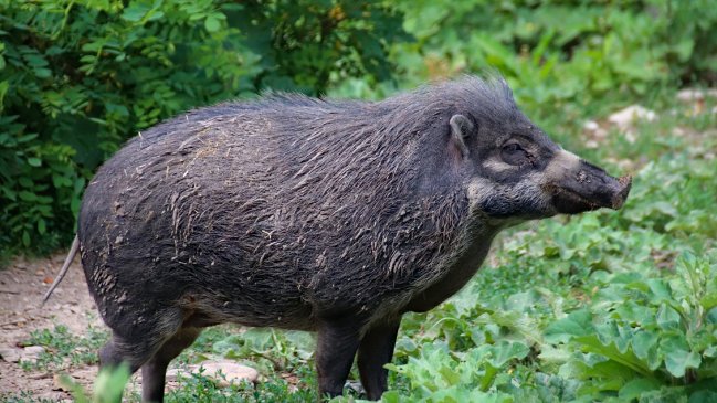 Cazador mató a su padre de un disparo tras confundirlo con un jabalí