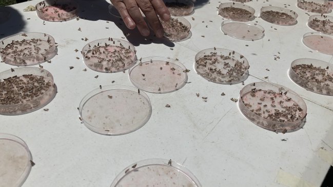 O'Higgins: Liberan insectos para controlar plagas en producciones de uva