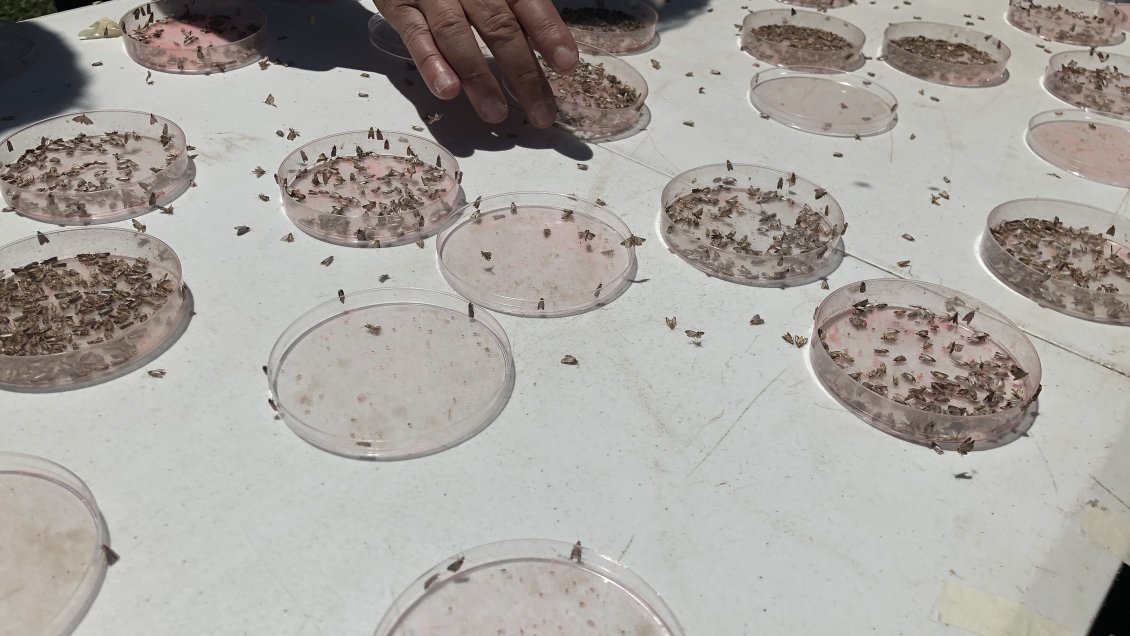 O'Higgins: Liberan insectos para controlar plagas en producciones de uva