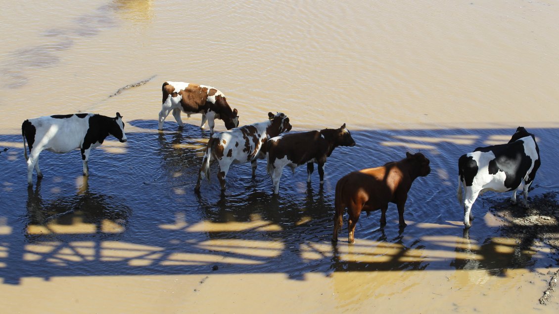 Carabineros confirma que desconoce el paradero de vacas robadas en Tirúa