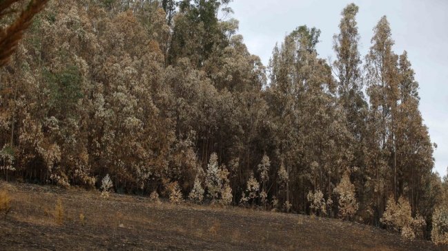Conaf de La Araucanía prohibió quemas agrícolas