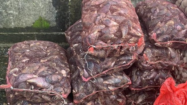 Investigan venta de mariscos contaminados con marea roja en Guaitecas -  