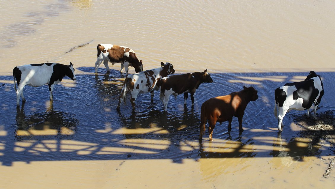 Crianceros de Illapel descartan mortandad de animales trasladados al Maule