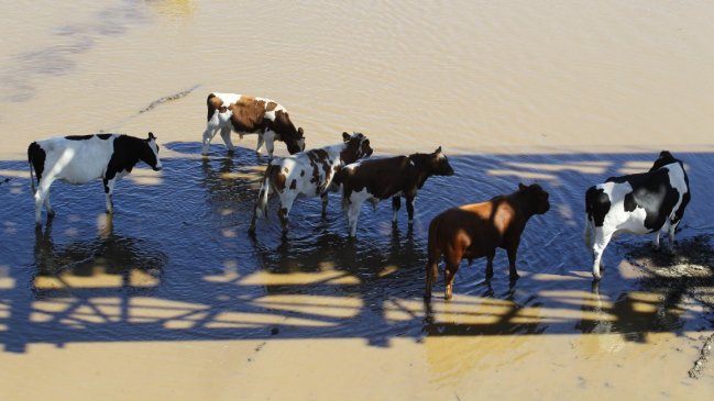 Crianceros de Illapel descartan mortandad de animales trasladados al Maule