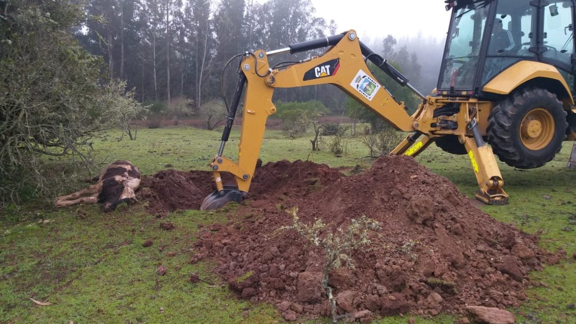 Megasequía: Crianceros de Illapel evalúan reducir el traslado de animales a Longaví