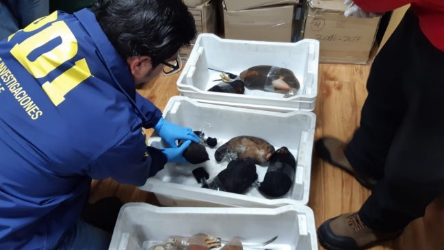 PDI detuvo a dos personas que intentaron ingresar ilegalmente 10 gallos de pelea a Chile