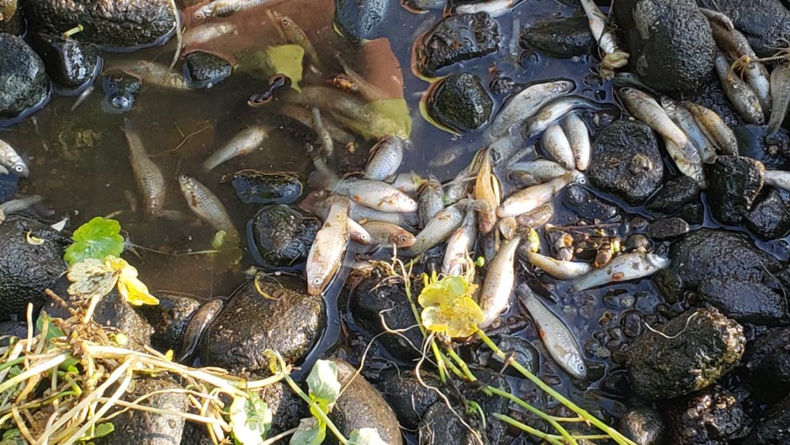 O'Higgins: Investigan mortandad de peces en estero de Mostazal