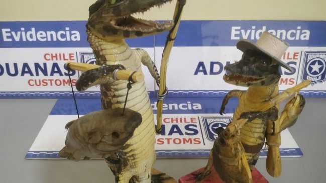 Turista fue sorprendida trasladando dos yacarés disecados en su equipaje de mano