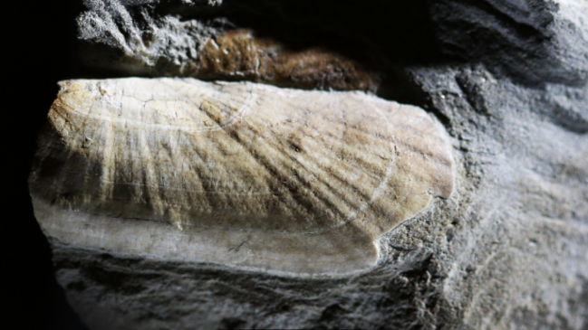 Descubren fósil de molusco primitivo que vivió en las costas de Chile hace 20 millones de años