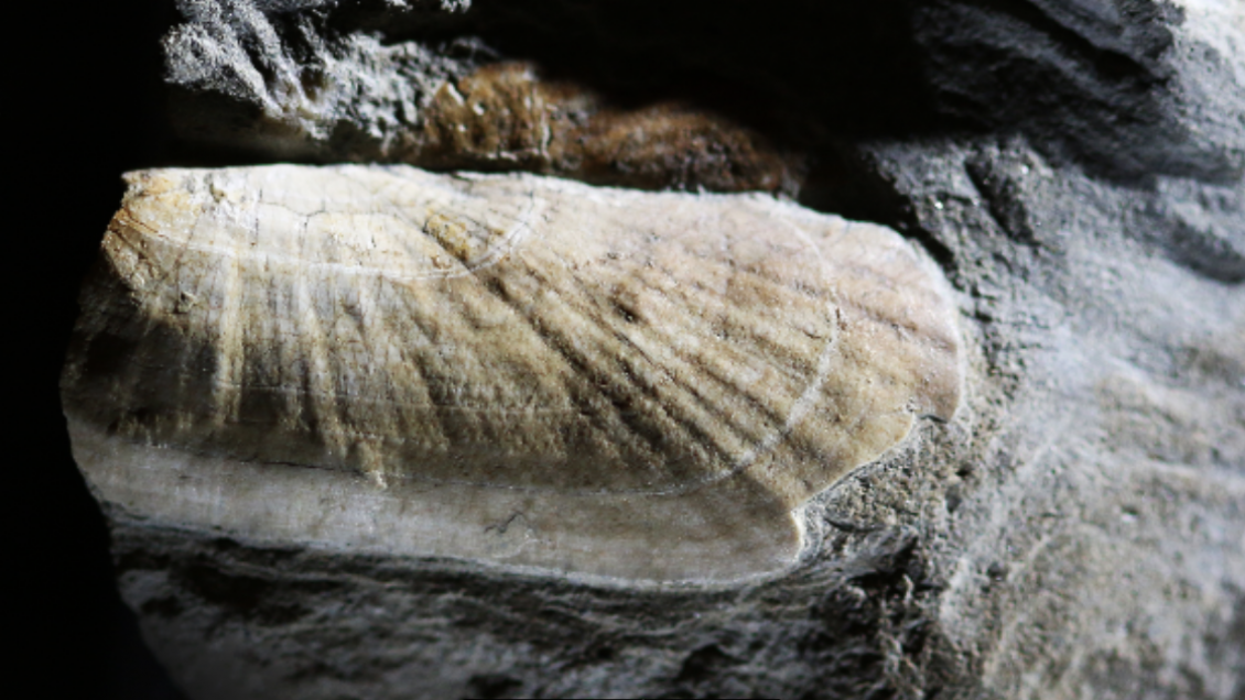 Descubren fósil de molusco primitivo que vivió en las costas de Chile hace 20 millones de años