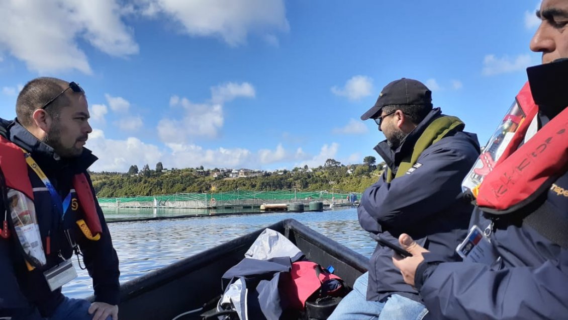 Más de 30 mil salmones se escaparon de centro de cultivo en Calbuco