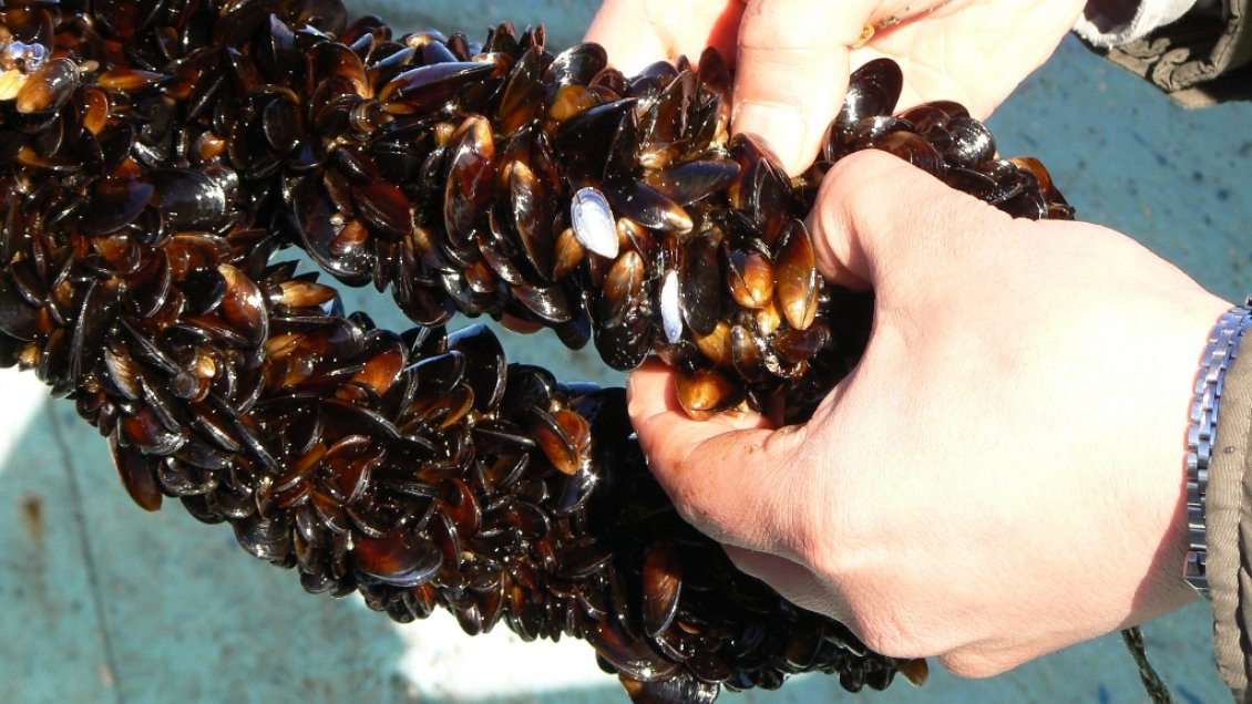 Mitilicultores en Chiloé llaman a parlamentarios a mejorar la Ley de Mitílidos